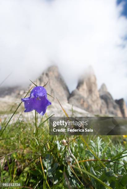 fiori di montagna - montagna stock pictures, royalty-free photos & images