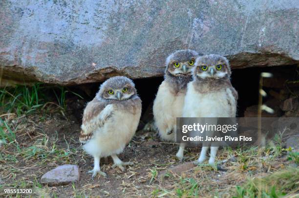 trio - snowy owl stock pictures, royalty-free photos & images