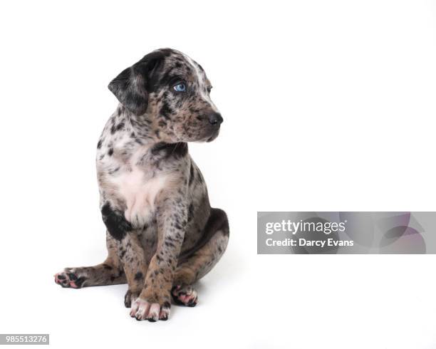 cardi catahoulas blizzard - cardi stock pictures, royalty-free photos & images