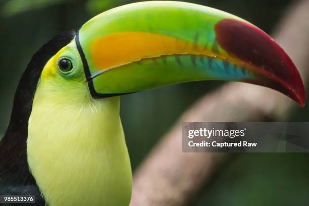 toucan at belize zoo - keel billed toucan stock pictures, royalty-free photos & images
