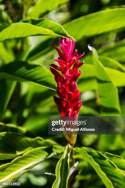 beautiful flower - ginger flower stock pictures, royalty-free photos & images