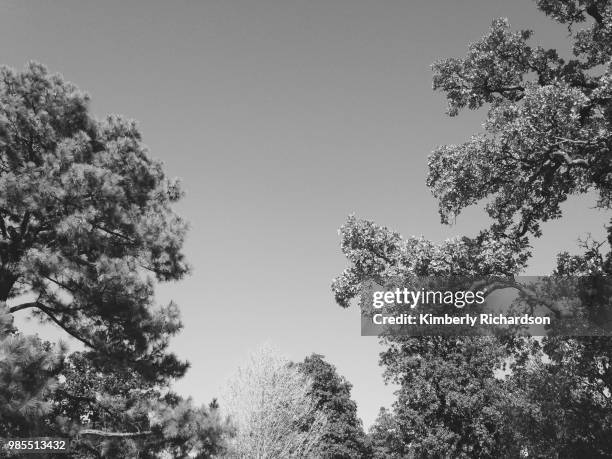 trees of the dead - elmwood cemetery - kemberly richardson stock-fotos und bilder
