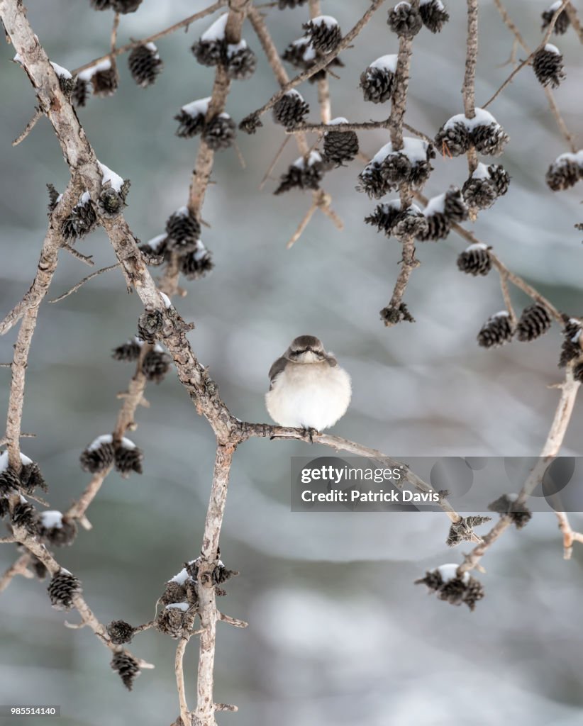 Winter Mockingbird