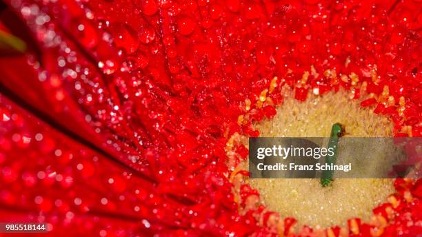 blumenbluete mit wassertropfen - wassertropfen - fotografias e filmes do acervo