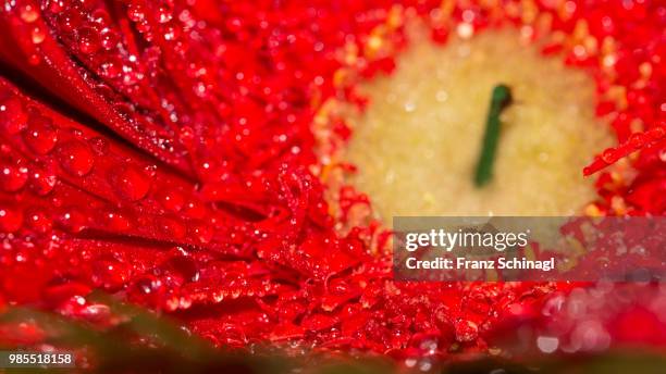 blumenbluete mit wassertropfen - wassertropfen - fotografias e filmes do acervo