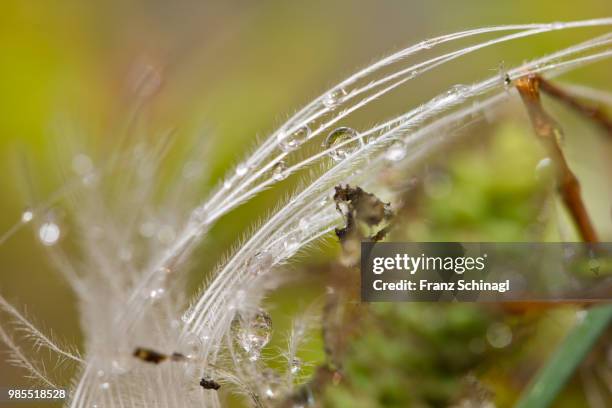 feder mit wassertropfen - wassertropfen - fotografias e filmes do acervo