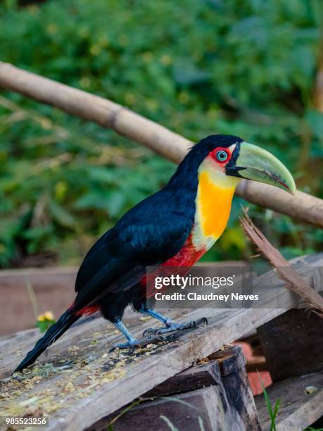 tucano-de-bico-verde (ramphastos dicolorus) fazenda nova gokula, pindamonhangaba-sp - fazenda fotografías e imágenes de stock