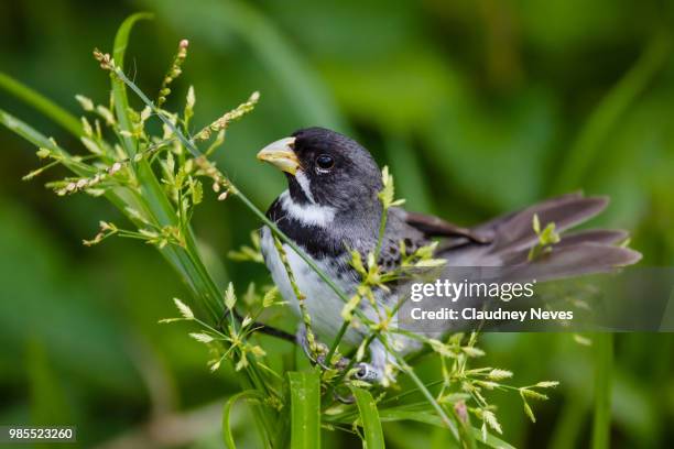 coleirinho (sporophila caerulescens) fazenda nova gokula, pindamonhangaba-sp - jenco stock pictures, royalty-free photos & images