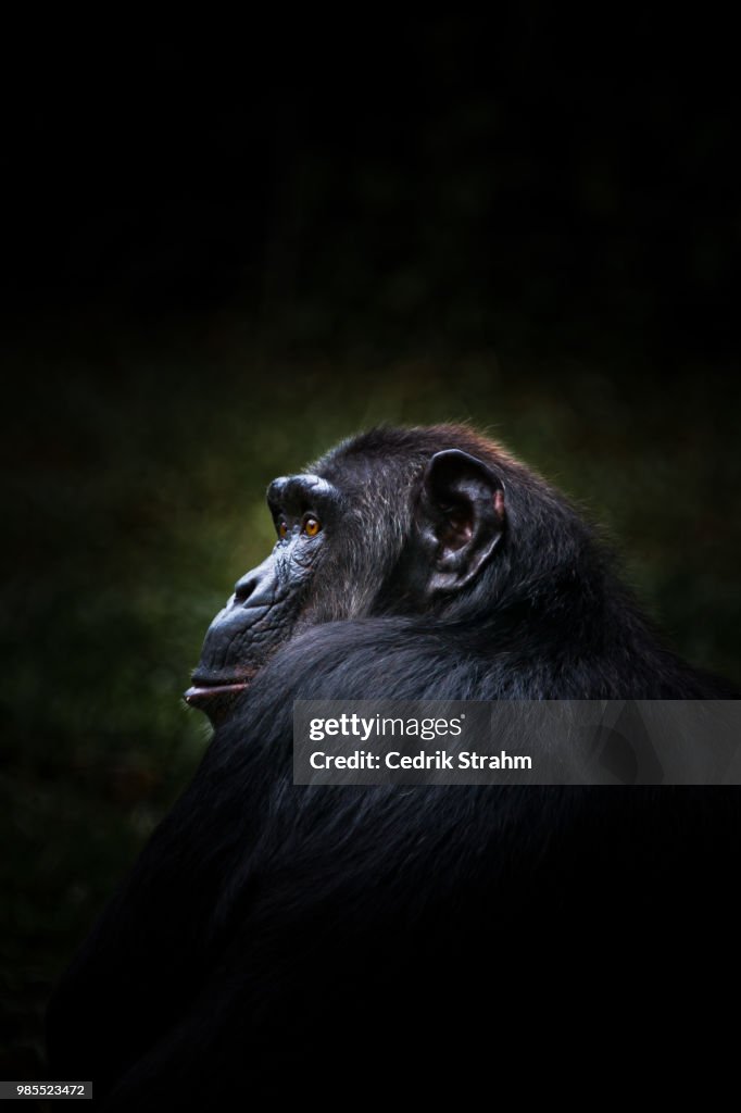 Chimp