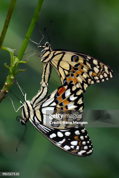 butterfly love - mensen stock-fotos und bilder