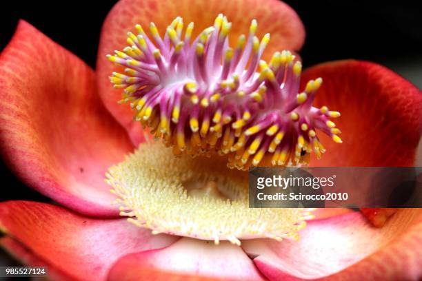 canonballtree - cannonball tree stock pictures, royalty-free photos & images
