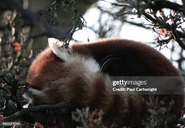 Panda Mid Fall Panda Autumn Photos and Premium High Res Pictures - Getty Images