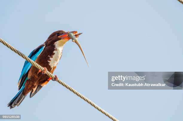 white throated kingfisher - gray headed kingfisher stock-fotos und bilder