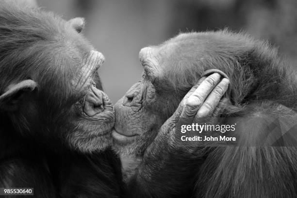 two chimpanzees kissing. - animals kissing stockfoto's en -beelden