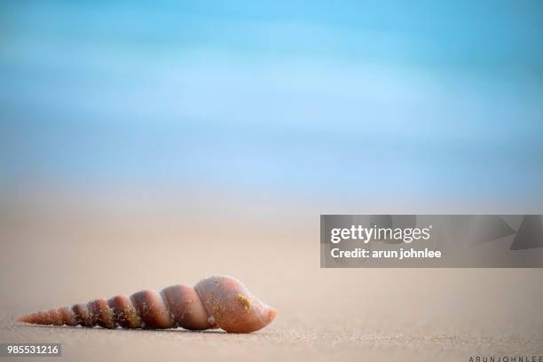 conch - conch stock pictures, royalty-free photos & images