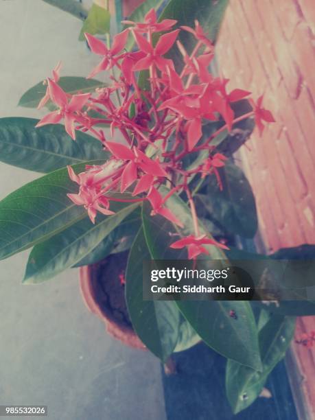 salomon - gaur stock pictures, royalty-free photos & images