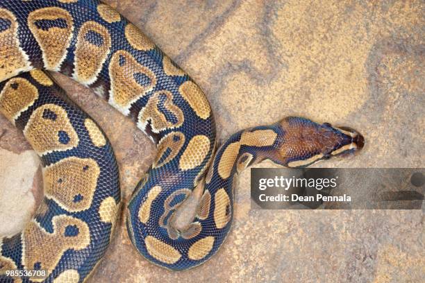Ball Python Phot Ball Python Photos and Premium High Res Pictures - Getty Images