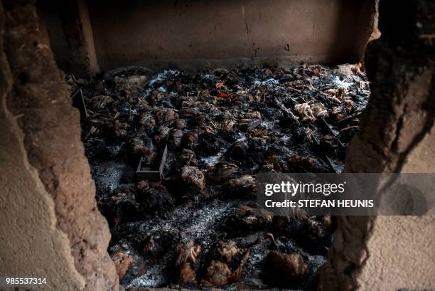 Dead chickens are seen in a room of a burned down house in Ganaropp village in the Barikin Ladi area near Jos on June 27, 2018. - Plateau State in...