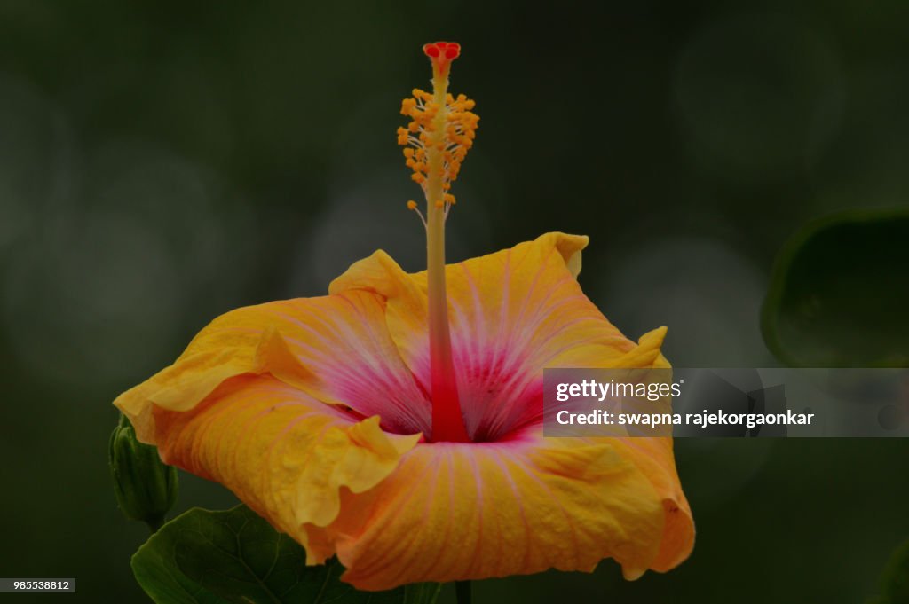 Flower Hibiscus