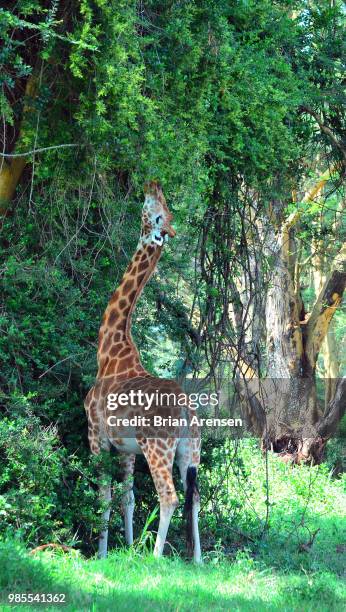 rothschild giraffe - big bums stock-fotos und bilder