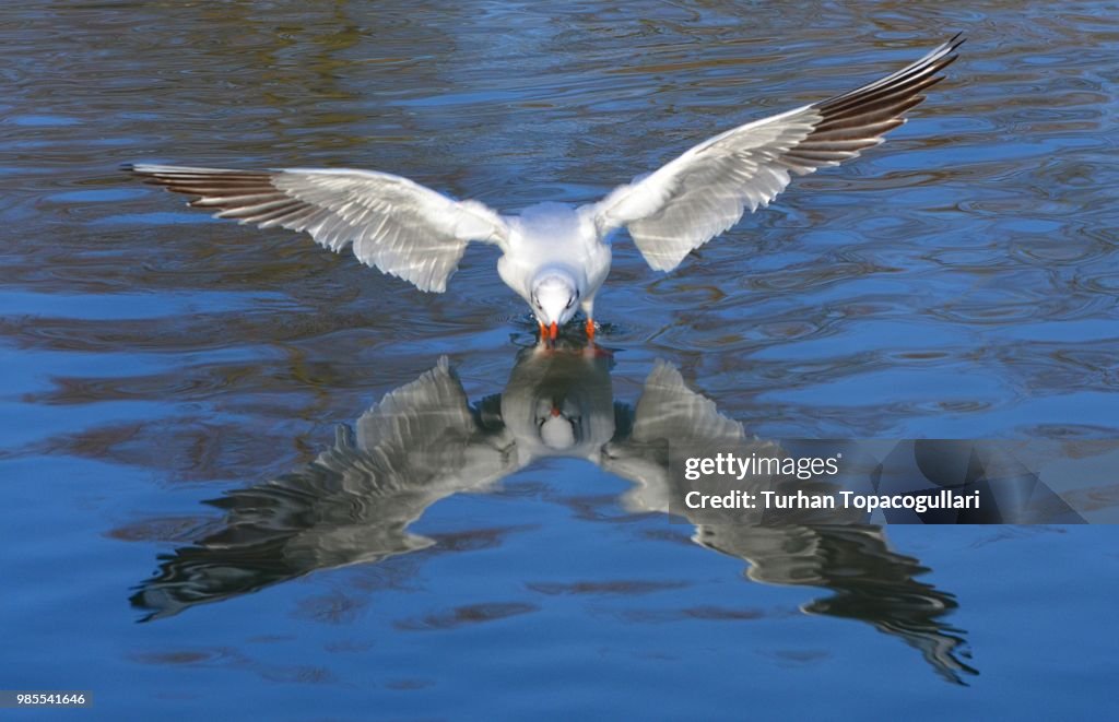 Majestic landing