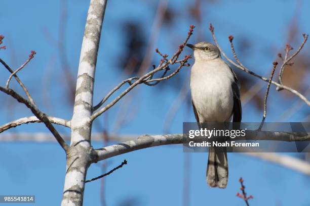 northern mockingbird - northern mockingbird stock pictures, royalty-free photos & images