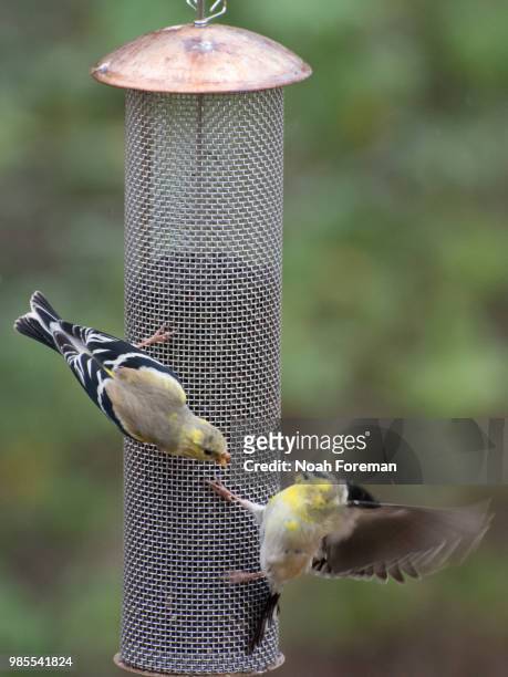 goldfinch feeding frenzy - feeding frenzy stock pictures, royalty-free photos & images