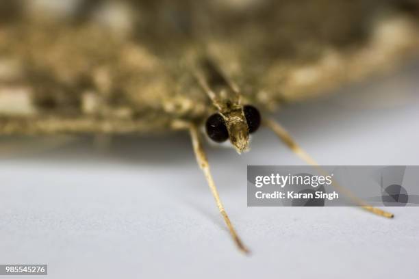 moth. - plasmodium stock pictures, royalty-free photos & images