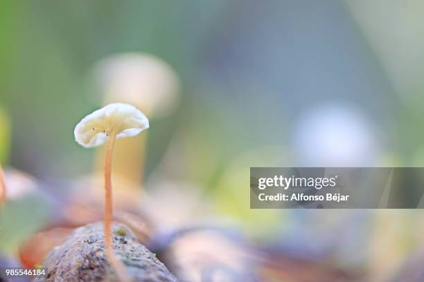 Seta In Photos and Premium High Res Pictures - Getty Images