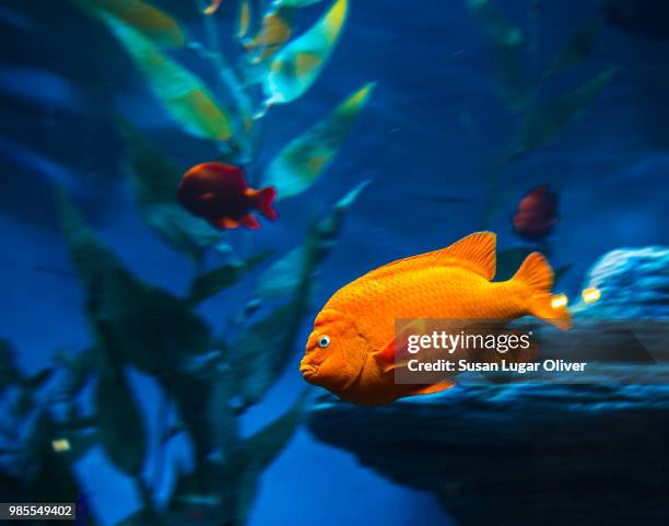 orange fish - jewel fairy basslet stock pictures, royalty-free photos & images