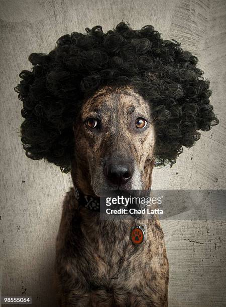 brindle boxer/lab mix with a crazy hairdo! - brindle stock pictures, royalty-free photos & images