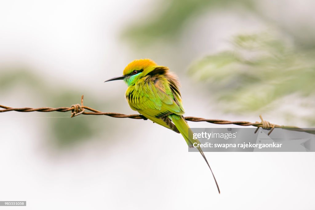 Bee Eater