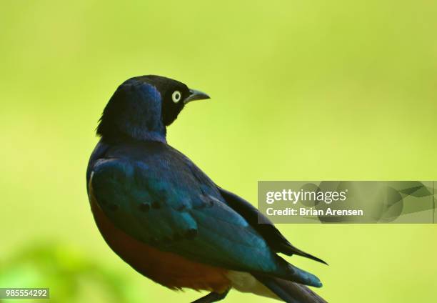 superb starling - superb stock pictures, royalty-free photos & images