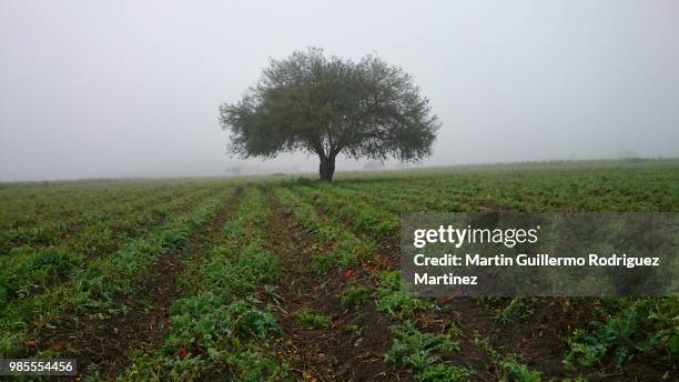 mezquite y niebla , and fog - niebla stock-fotos und bilder