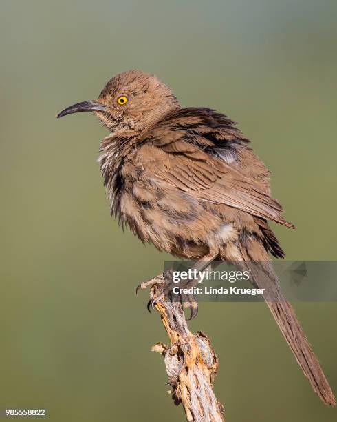 curve-billed thrasher - thrasher stock pictures, royalty-free photos & images