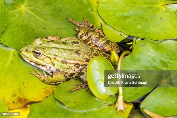 frosch im teich - teich stock pictures, royalty-free photos & images