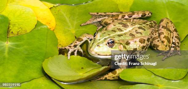 frosch im teich - teich stock pictures, royalty-free photos & images