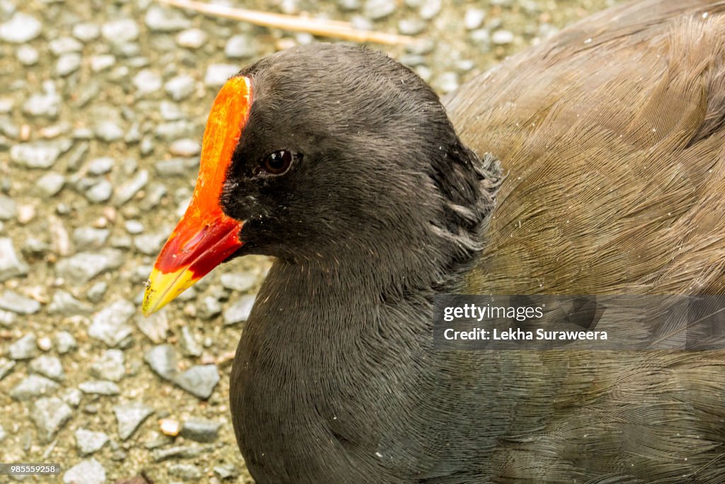 Dusky Moorhen