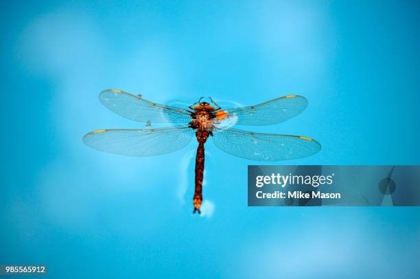 275 Suspended Animation Stock Photos and High-Res Images - Getty