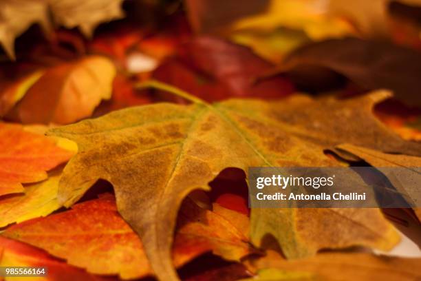 foglie d'autunno - autunno stock-fotos und bilder