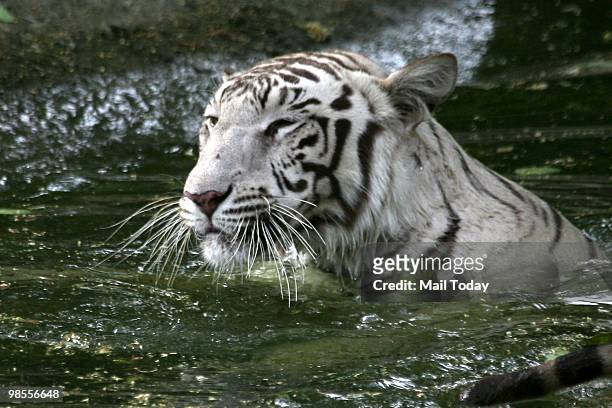 White tiger plays in the water to beat the heat in New Delhi on April 18, 2010. Delhi recorded a maximum temperature of 43C.