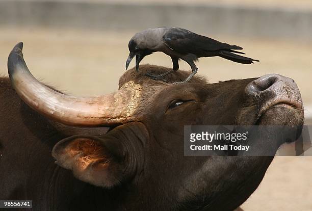 Wild buffalo tries to shoo away a crow sitting on its head in New Delhi on April 18, 2010. Delhi recorded a maximum temperature of 43C.