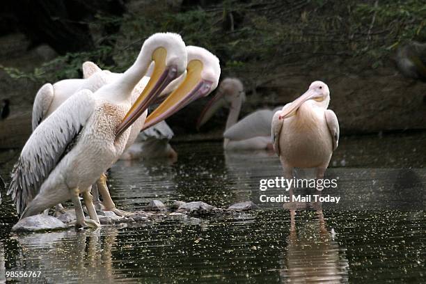 Migratory birds play in the water to get a respite from the heat in New Delhi on April 18, 2010. Delhi recorded a maximum temperature of 43C.