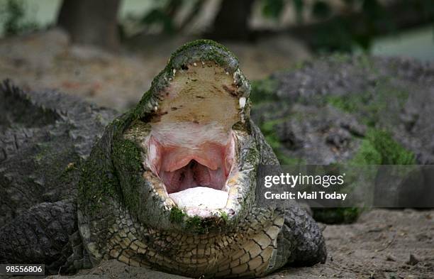 Crocodile lazes away in the sun in New Delhi on April 18, 2010. Delhi recorded a maximum temperature of 43C.