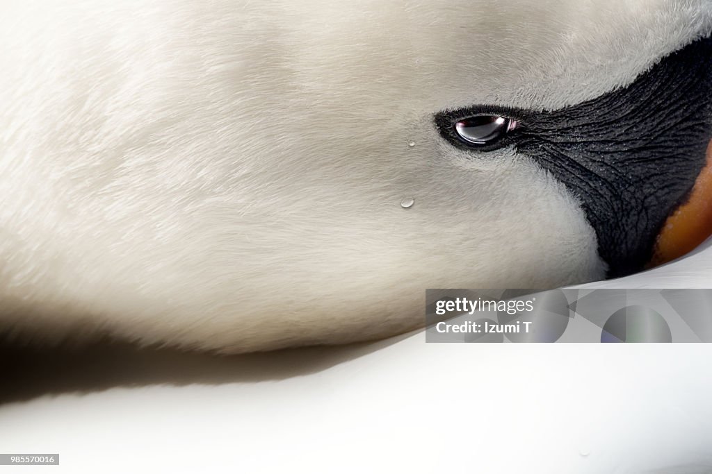 Swan