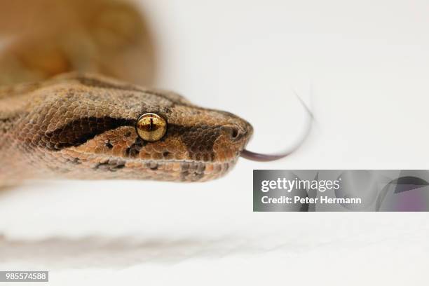 sssssnake - peromyscus leucopus imagens e fotografias de stock