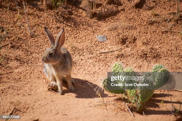 470 Desert Bunny Stock Photos, High-Res Pictures, and Images - Getty Images
