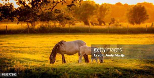 horses zwin belgium - het zwin stockfoto's en -beelden