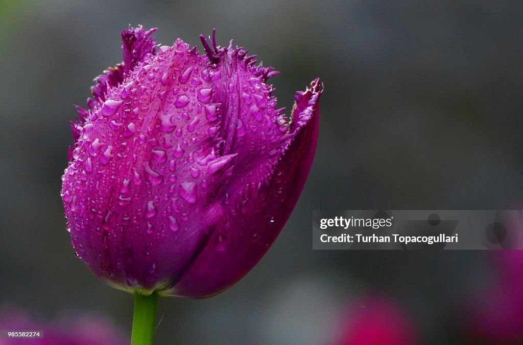 Tulip after rain