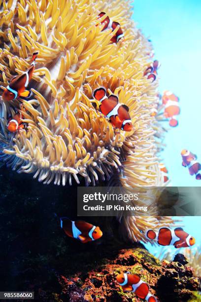 anemone fish - false clown fish stock pictures, royalty-free photos & images